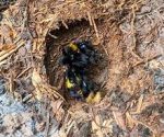 bumblebee_nest_1